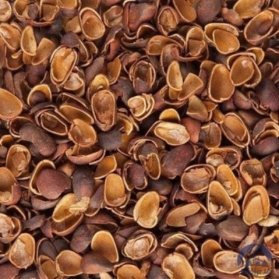 Скорлупа Кедрового Ореха (Barus Nut Shell) купить в Павлодаре